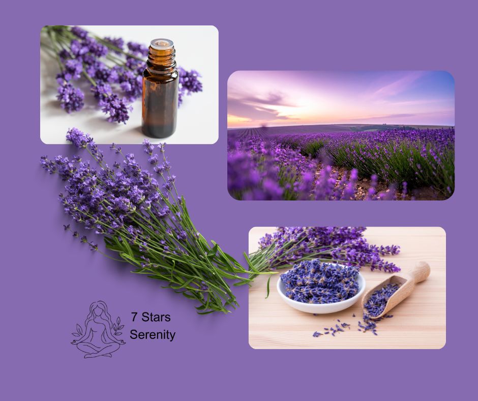 The Magic of Lavender Essential Oil
